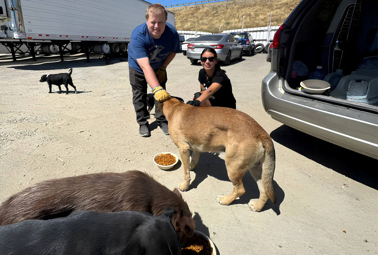 Rescue workers feeding dogs